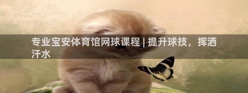 富联娱乐负责人：专业宝安体育馆网球课程 | 提升球技